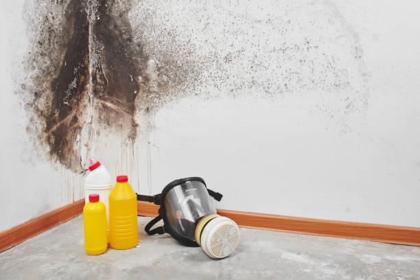Professional Mold Removal in Lakes West, CT