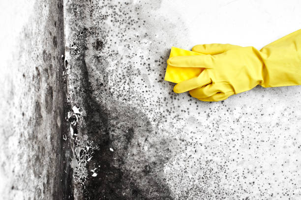 Best Emergency Mold Removal  in Lakes West, CT