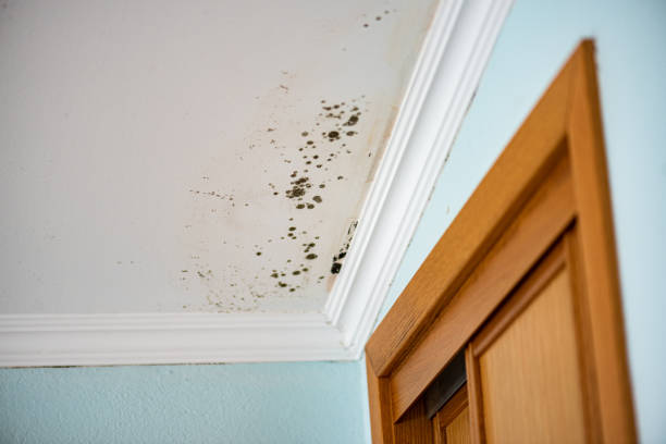 Best Mold Damage Repair  in Lakes West, CT