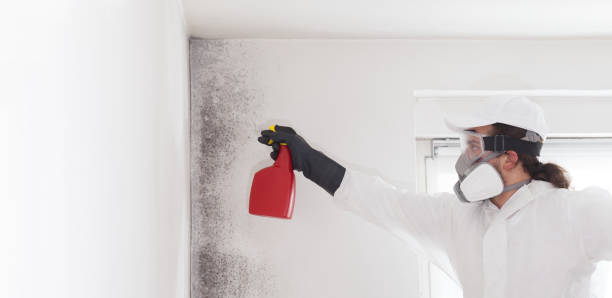 Best Mold Damage Repair  in Lakes West, CT
