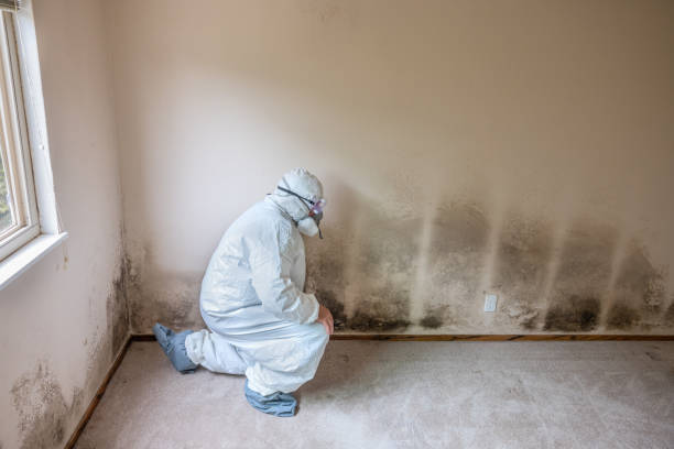 Best Best Mold Removal Companies  in Lakes West, CT