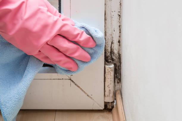 Best Local Mold Removal Service  in Lakes West, CT