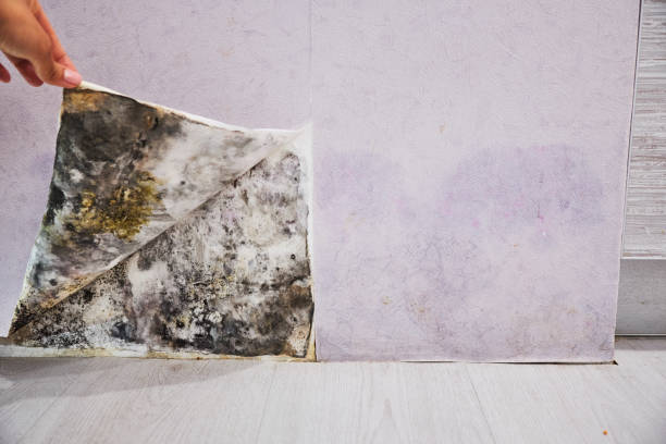 Best Mold Remediation  in Lakes West, CT